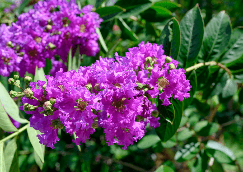 Blooms of a Crape Myrtle Tree