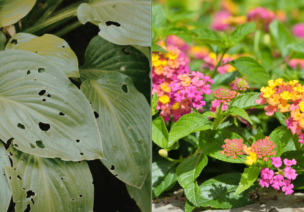 Side‑by‑side comparison of a heat‑damaged hosta with scorched, wilted leaves next to a healthy, blooming lantana thriving in Florida’s June sun.