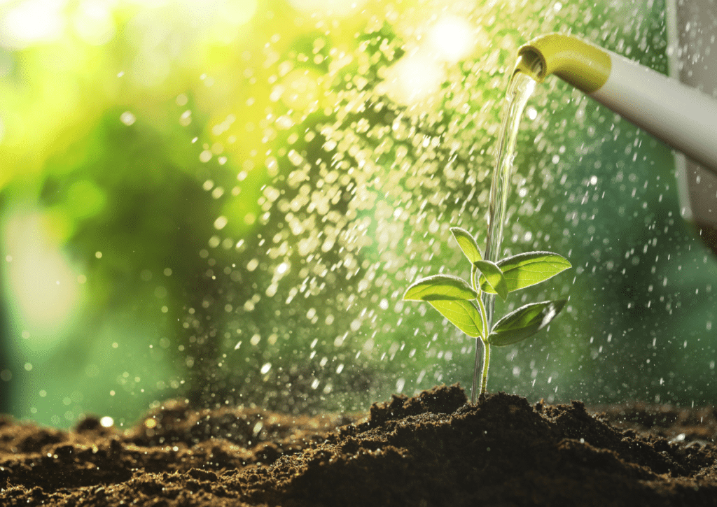 Watering can pouring water at soil level to hydrate roots.