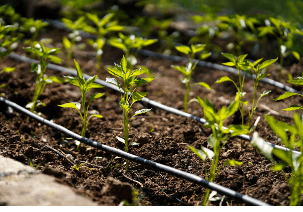 Drip irrigation emitters delivering water directly to plant roots in a mulched garden bed.