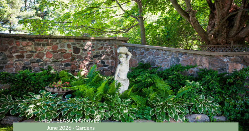 A cool, shaded summer garden with healthy hostas growing along a light-colored wall, showing how shade and microclimates protect plants from June heat.