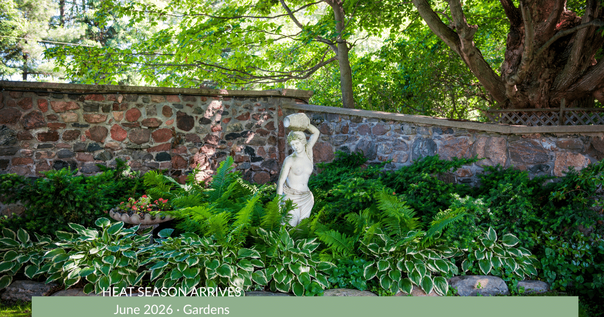 A cool, shaded summer garden with healthy hostas growing along a light-colored wall, showing how shade and microclimates protect plants from June heat.