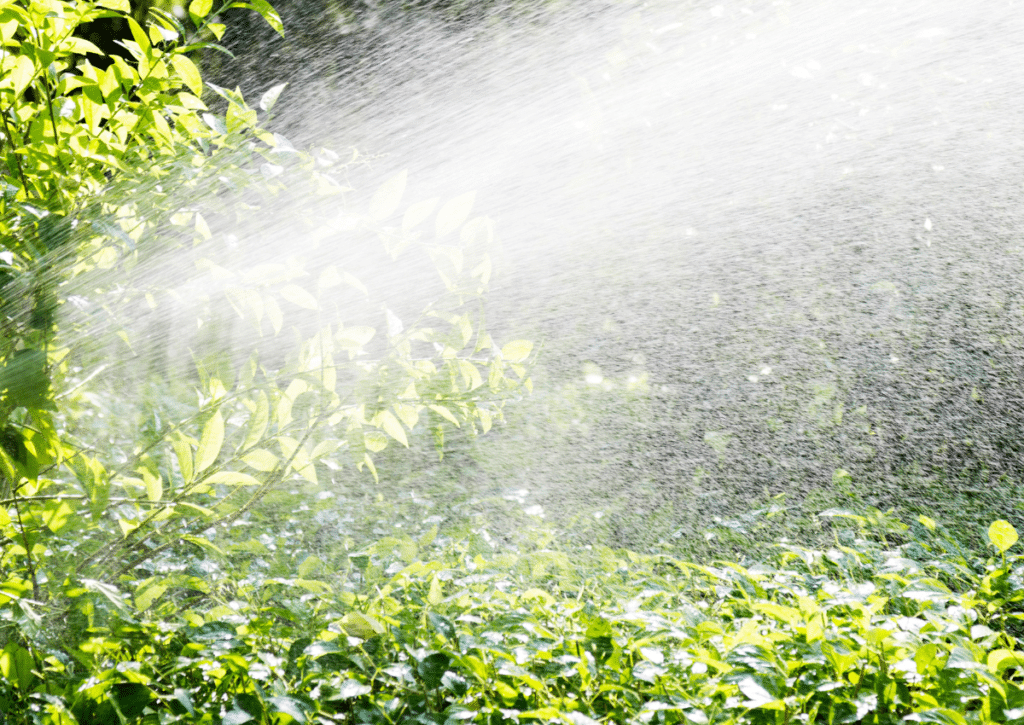 A fine spray of irrigation water misting over dense green foliage in bright sunlight, highlighting healthy plant growth and proper watering practices.