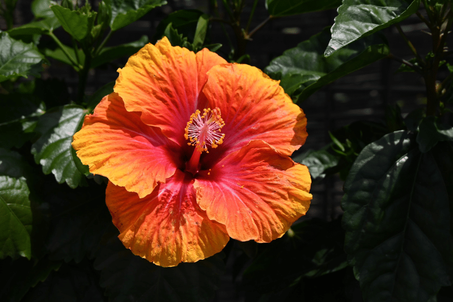 brilliant orange hibiscus blossom