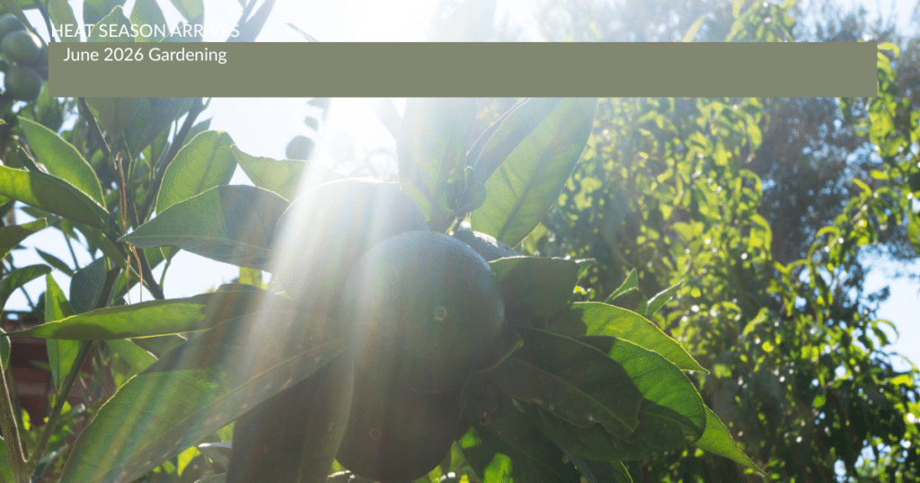 Sunshine on the cirtus plants