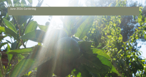 Sunshine on the cirtus plants
