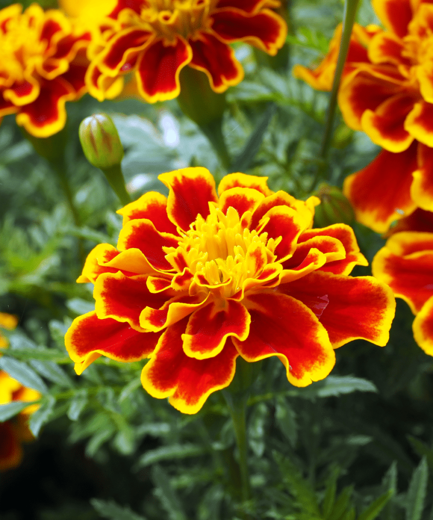 ruffled yellow and orange marigold blossom