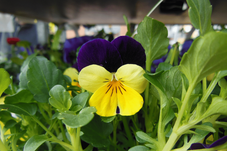 brilliantly bicolored pansy in golden yellow and purple