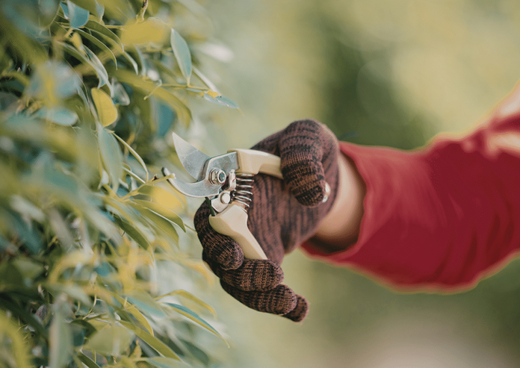 Hand using pruning shears to shape summer foliage.