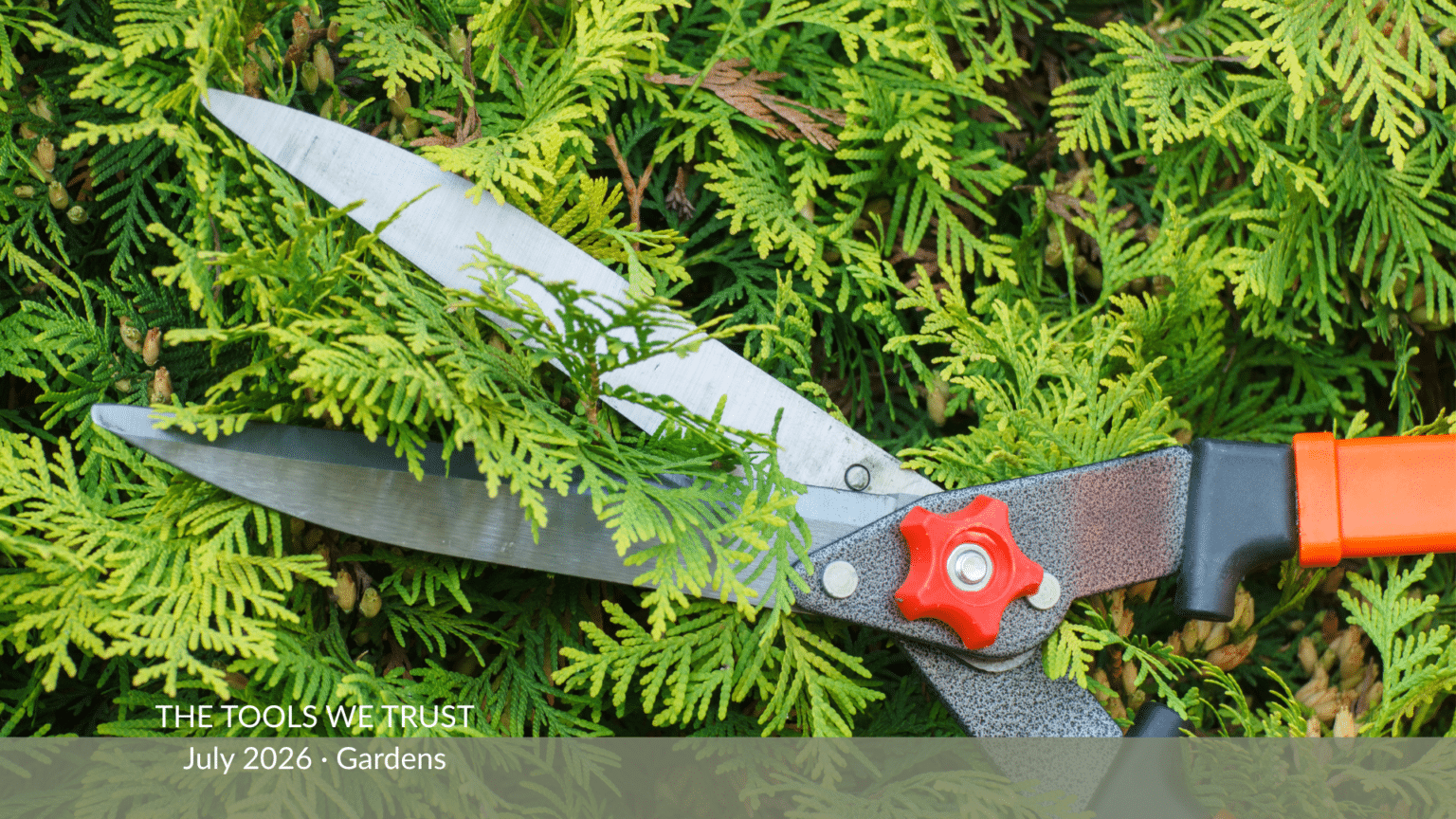 puruning a juniper hedge with shears
