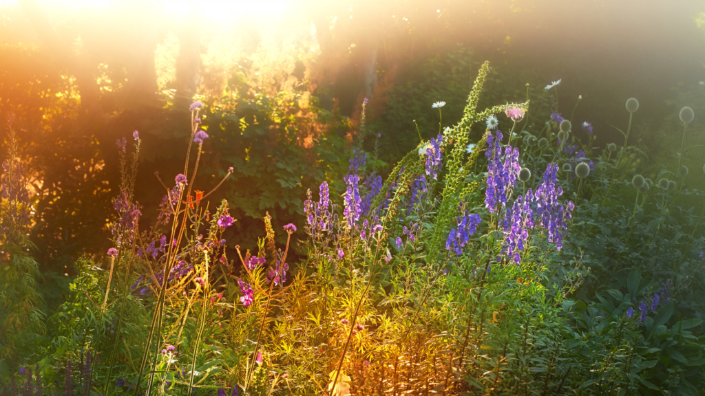 A late‑summer garden with tall purple flower spikes and warm golden light, showing rich seasonal color.