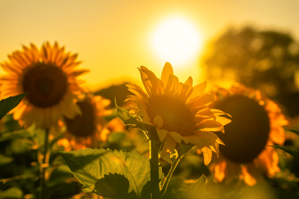 Sunflowers glowing in strong late‑day sun, showing the warm, intense light of early summer heat.
