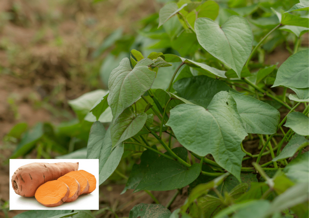 Vigorous sweet potato vine providing soil‑cooling shade in a garden bed.