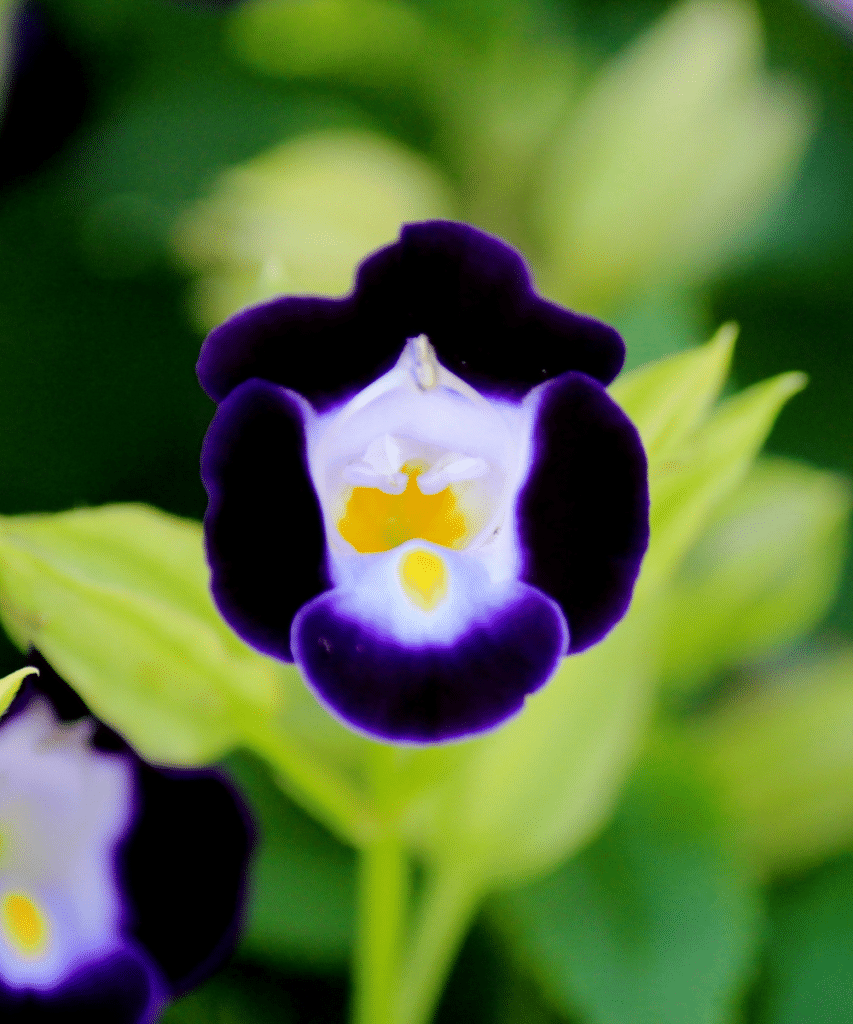 vivid blue white and yellow torenia bloom