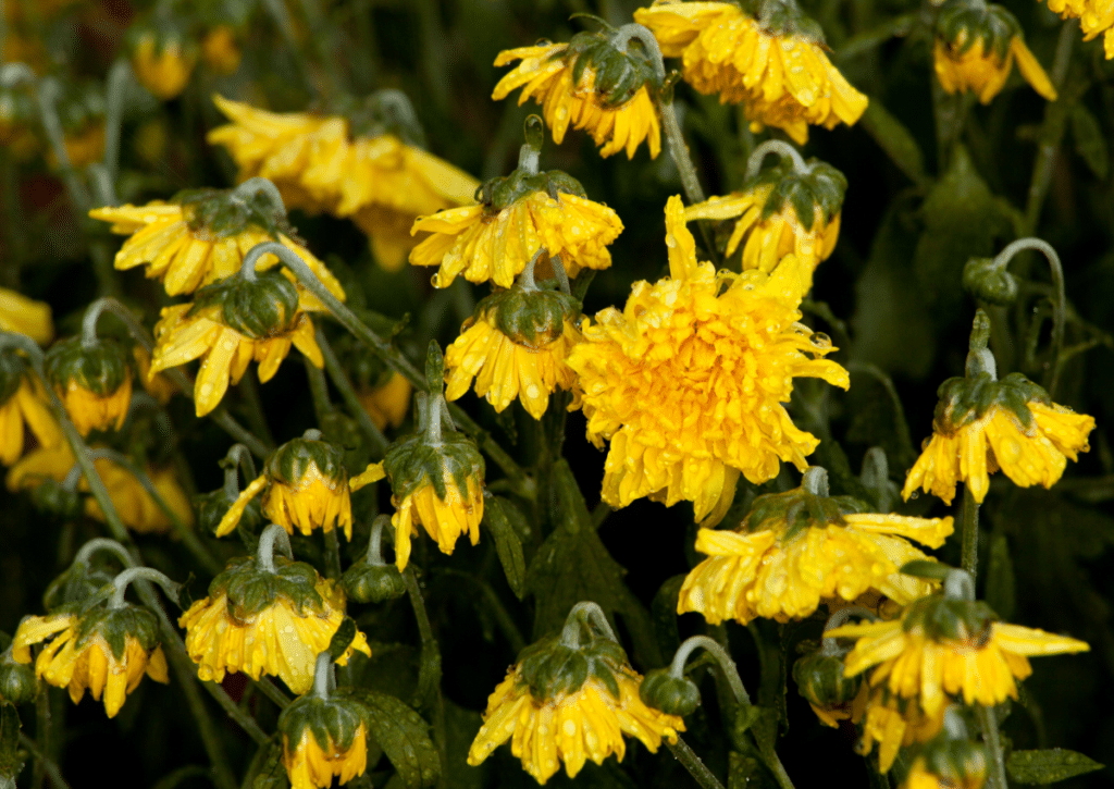 Heat reveals the truth. Plants that looked fine in early summer now show whether they can handle the season ahead.