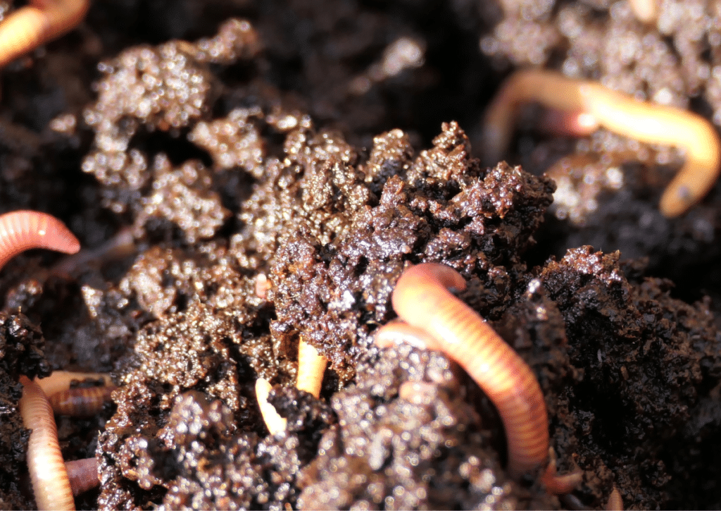Earthworms and their castings help rebuild soil structure, restore nutrients, and improve drainage after heavy summer rains.