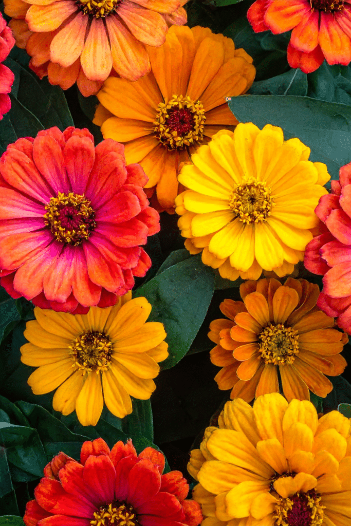 multi color beds of zinnia flowers