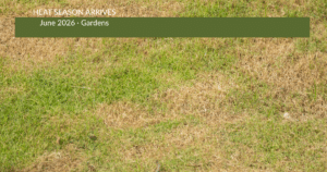 A lawn suffering from heat and humidity.