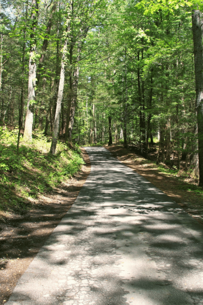 A tree surrounded narrow road covered in dappled sun.