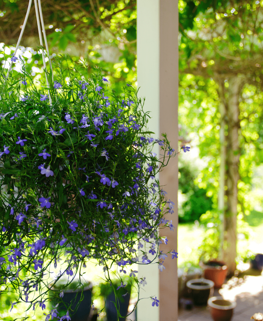 Hanging Floral basket
