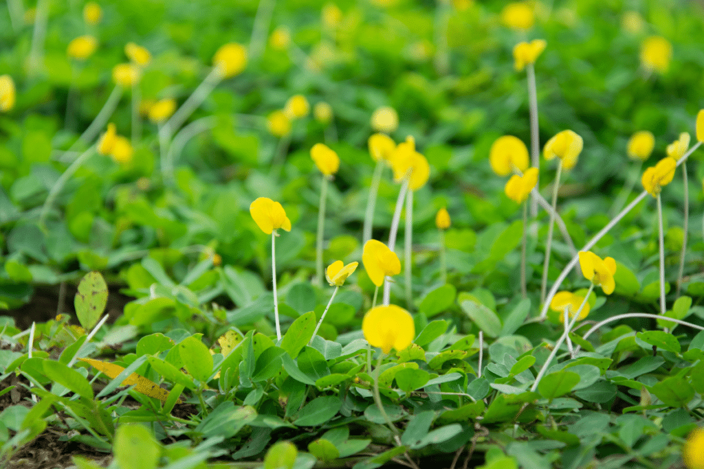 Perennial peanut groundcover.