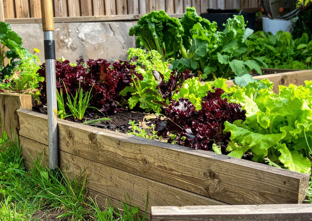 A well ordered garden bed