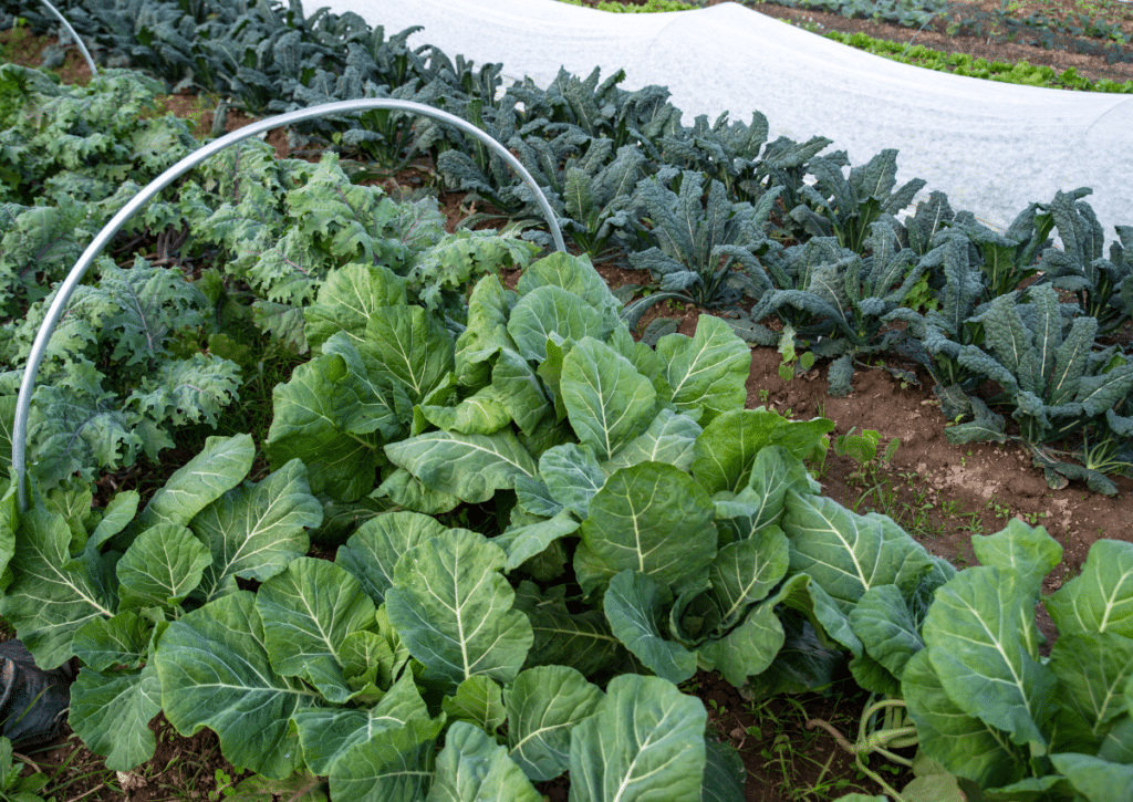shade cloth and hoops in a vegetable garden.