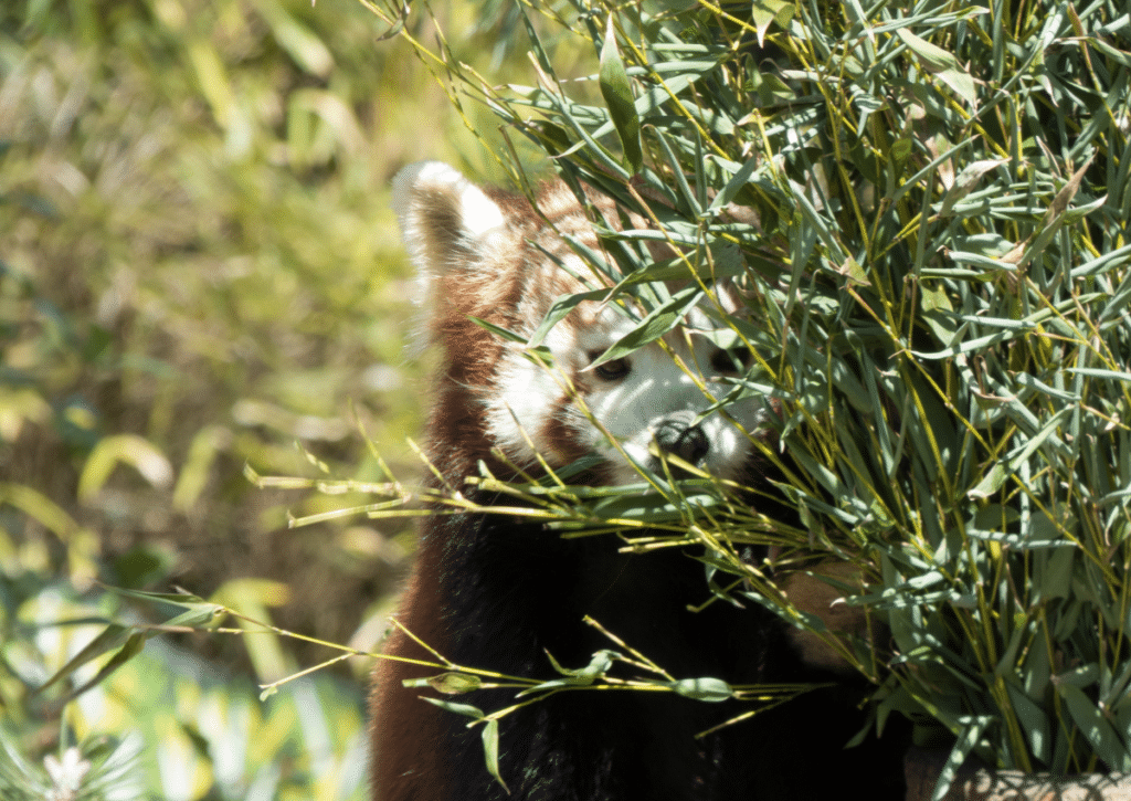 A rare red panda peeks out from the shade.