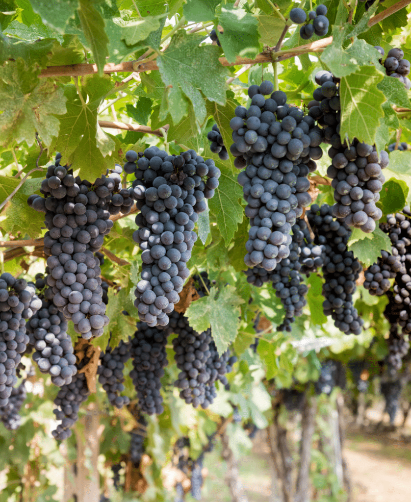 Growing vines of grapes shade everything below.