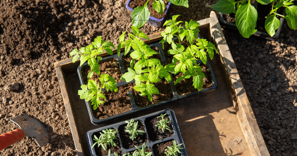Lettuce seedlings in starter box.