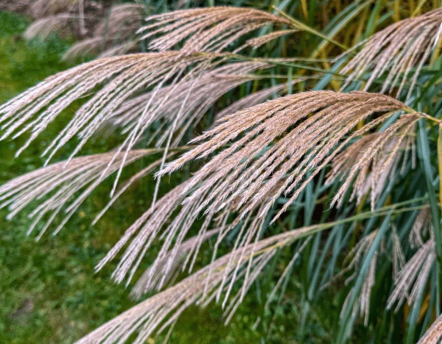 Grasses at the end of the season.