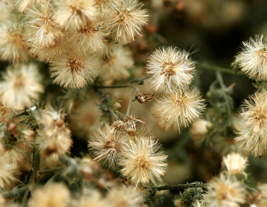 Flowers turning to seed