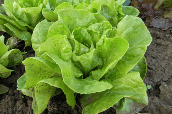 A curly and loose head of Butterhead lettuce.