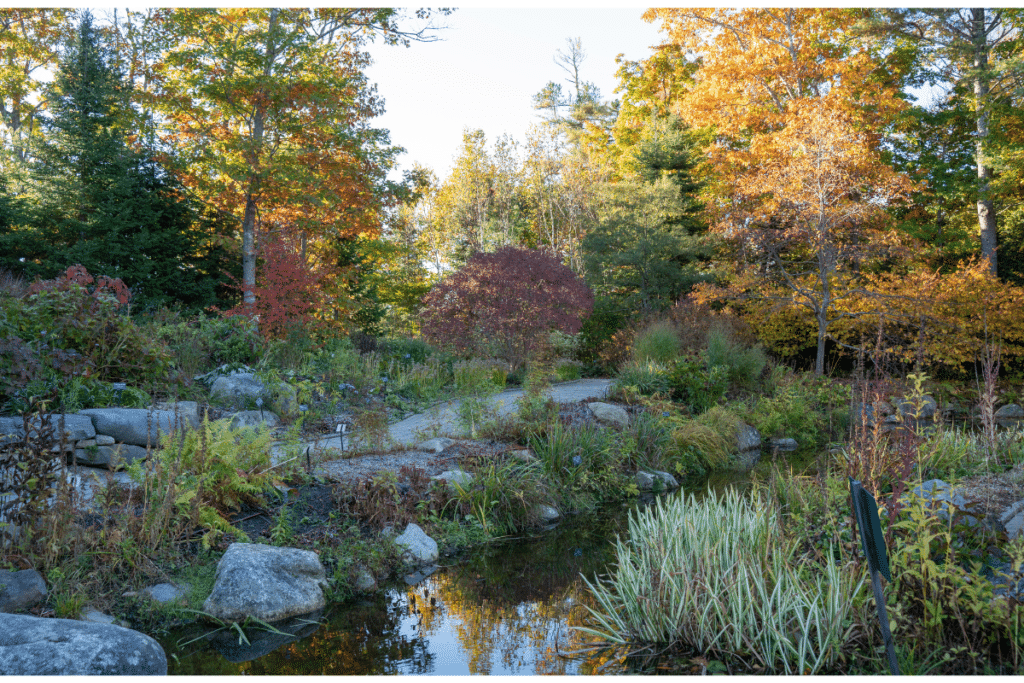 A beautiful wooded walk in the Coastal Maine Botanical Gardens