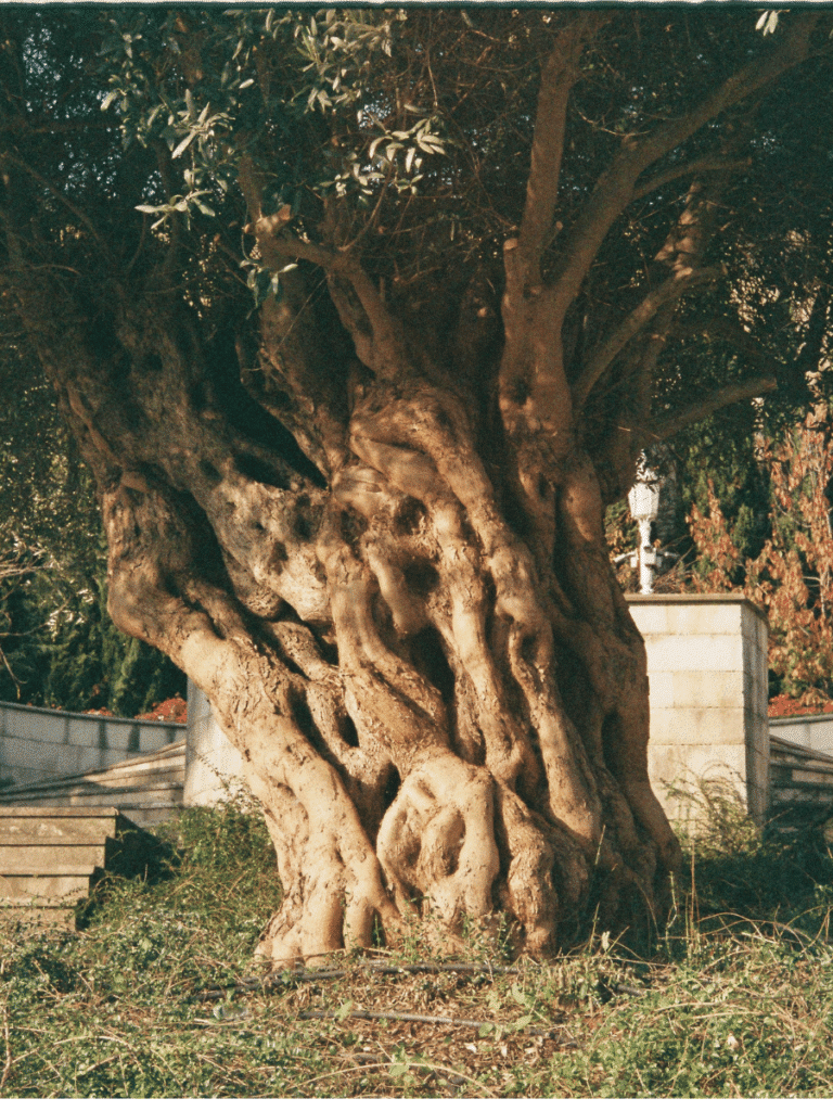 Gnarled Olive tree trunk
