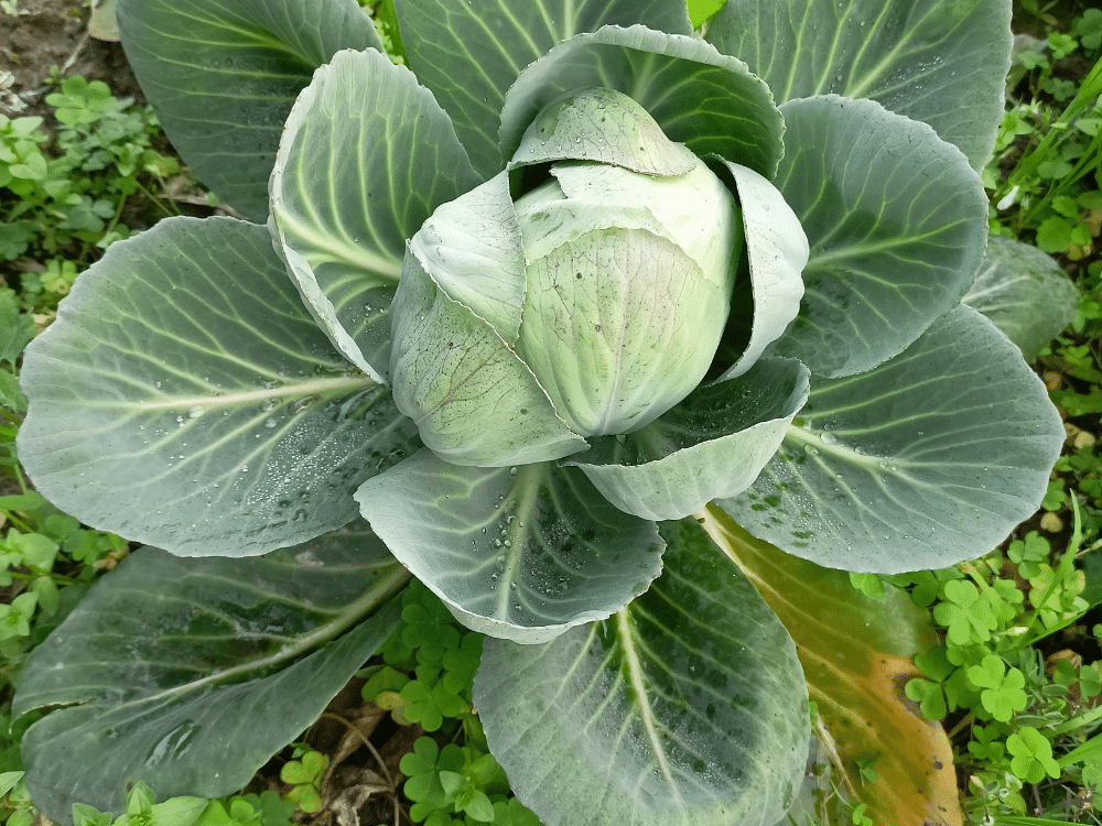 Brassicas for cool weather