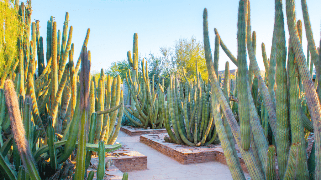 The Desert Botanical Garden