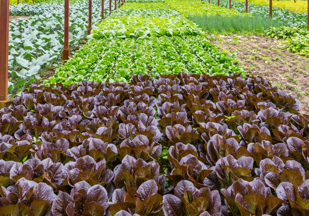 Various types of lettuce in a garden