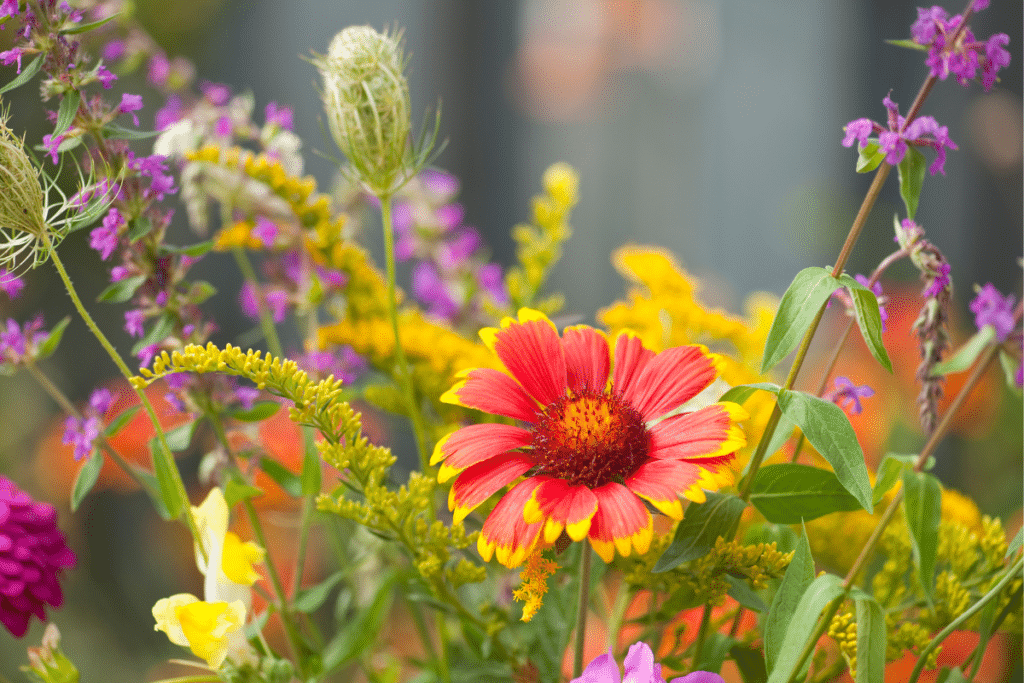 Early fall blooms in vivid autumn colors