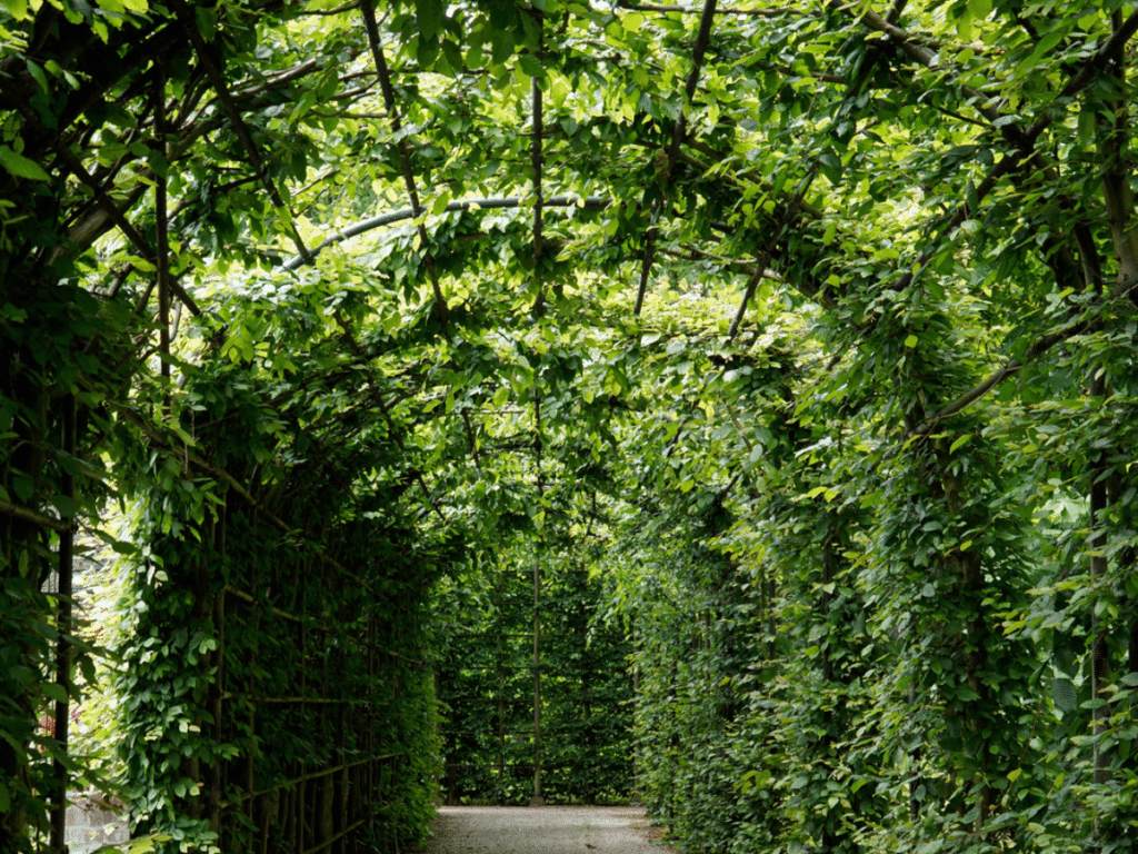 a walkway under a large arbor covered in green