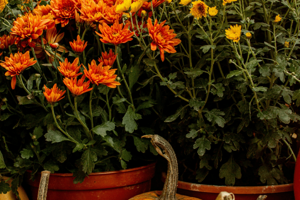 Falll in Bloom with flowers