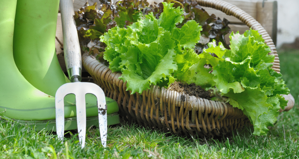 A basket of fresh picked lettuce,