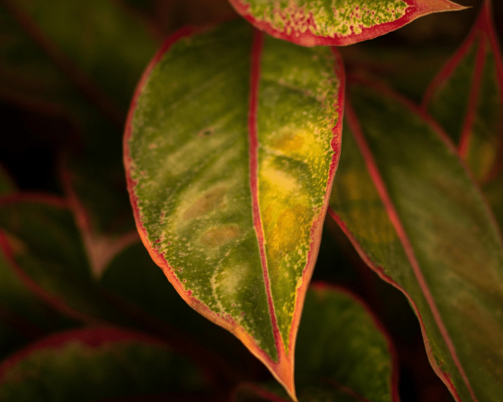 Plant leaves showing heat damage