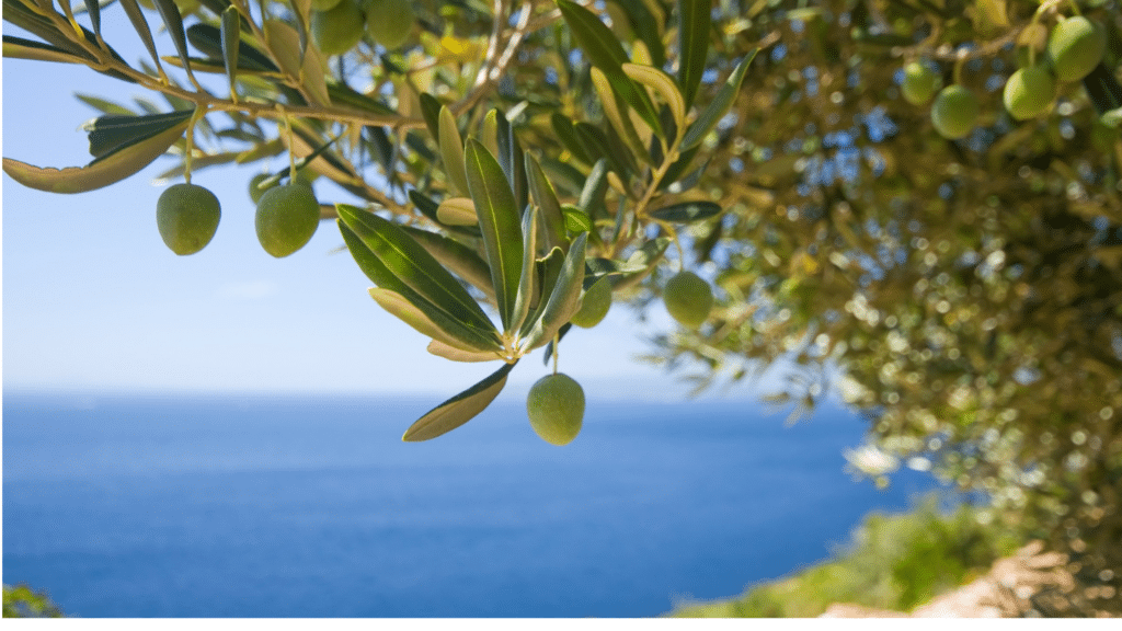 olives on a Mediterranean tree
