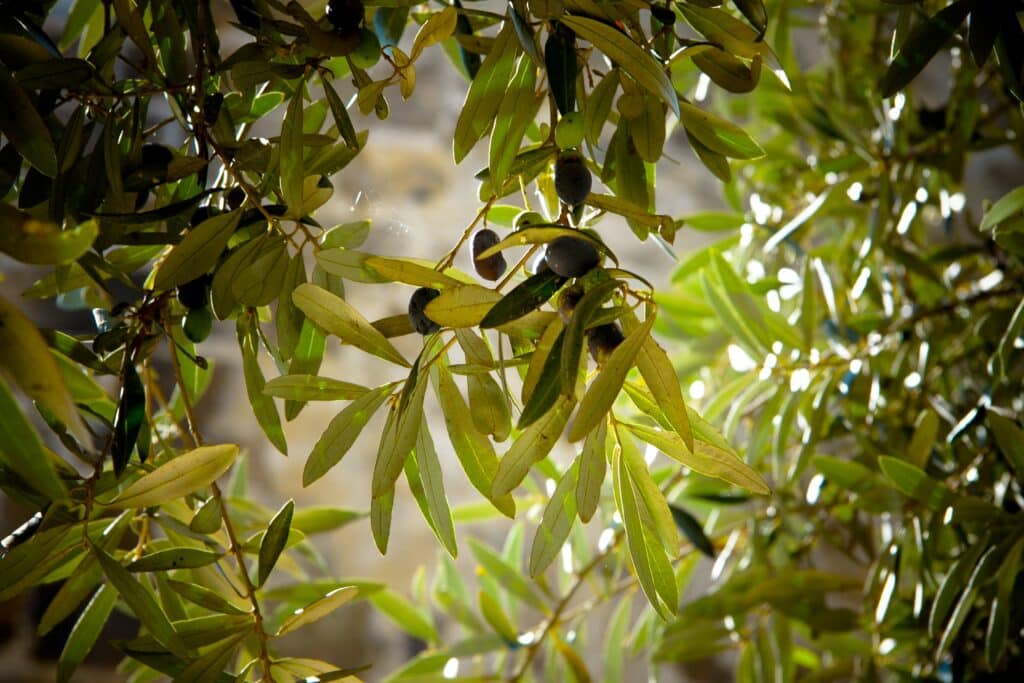 Olive tree crop