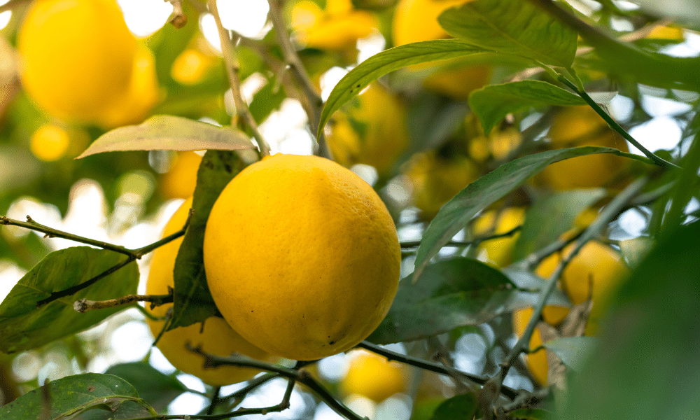Lemons ready to pick