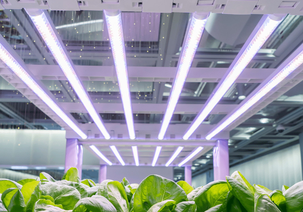 lettuce growing under lights