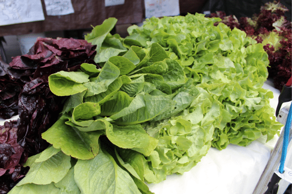 Loose leaf lettuce in two colors