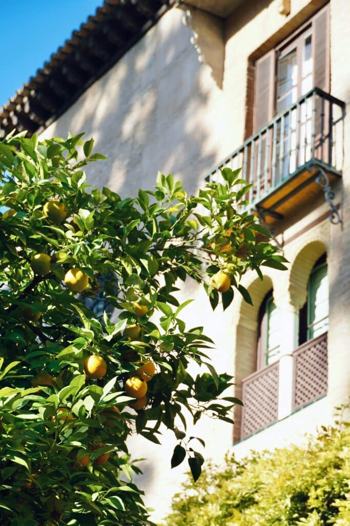 street trees with oranges