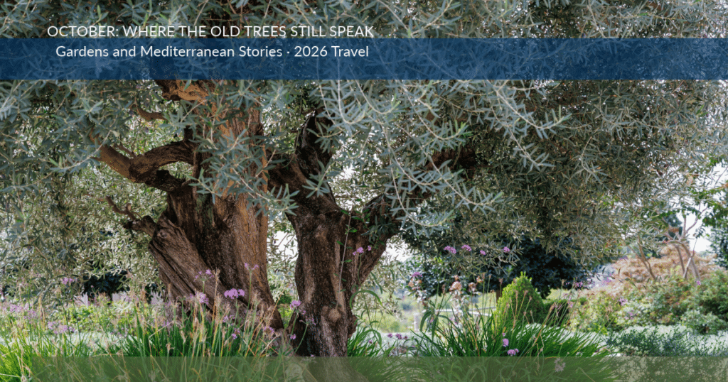 Ancient Olive Trees with lavender